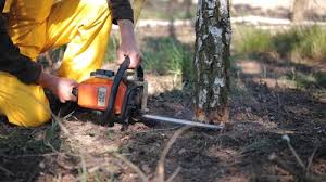 Best Storm Damage Tree Cleanup  in Delhi, LA