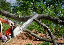 Delhi, LA Tree Care Services Company